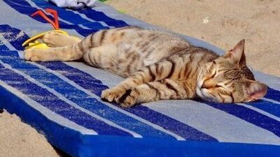 Yaz hiç bitmesin dedirten fotoğraflar