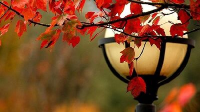 Eylül'de açan papatyalar istiyorum