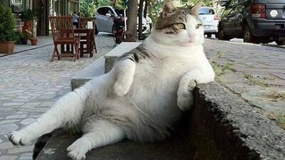 Kadıköy'ün kedisi 'Tombili' heykeli açıldı