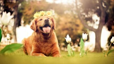 Hayvan depresyonu önlüyor!