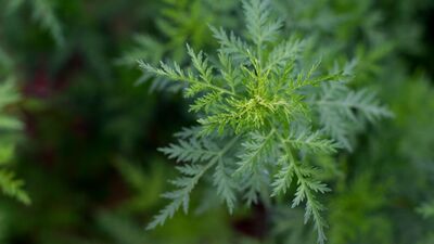 Bu bitki 12 bin kanser hücresini öldürüyor