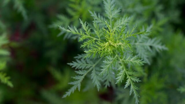 Bu bitki 12 bin kanser hücresini öldürüyor