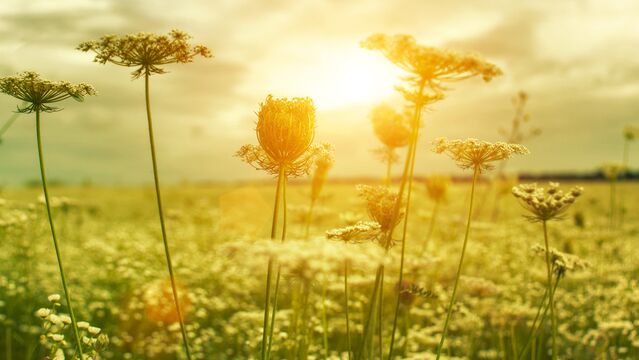 Doğadan kopan insan sorunlarla baş edemiyor!