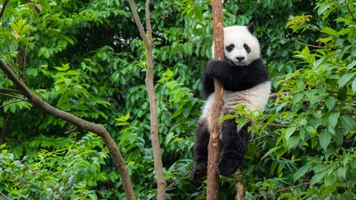 Hayvanlar hakkında bilmediğiniz 60 gerçek