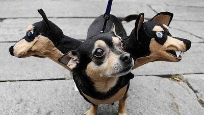 Bu köpekler çok korkunç