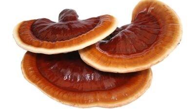 4 bin yıllık mucize: Ölümsüzlük mantarı