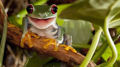 Gülmek kırışıklığa yol açar mı?