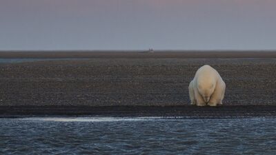 2016'nın National Geographic doğa fotoğrafları