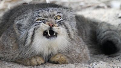 Huysuzluğun hayat kalitenize 10 faydası