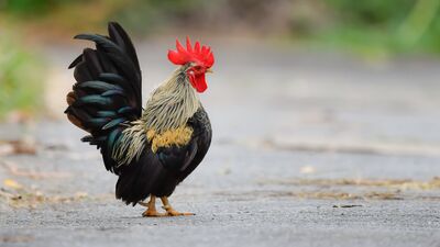 Dünyadan 22 ilginç yılbaşı geleneği