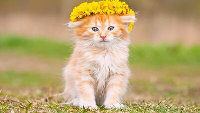 Bir kadınla bir kedi arasındaki 15 benzerlik