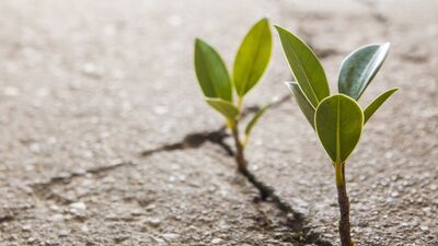 Hoş gel lütfen 2017