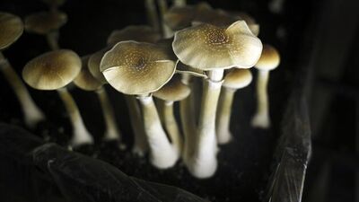 Kanser hastalarına iyi gelen saykodelik mantar