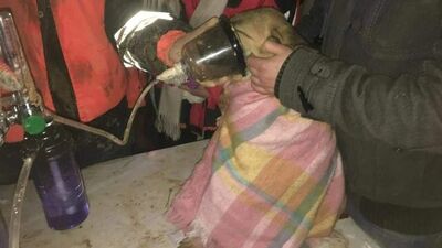 Robotik kol yaptılar köpeği kurtardılar