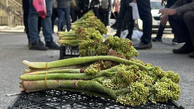 Yayla muzunun faydaları
