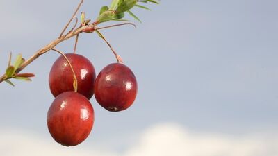 Turna yemişinin faydalarını biliyor musunuz?