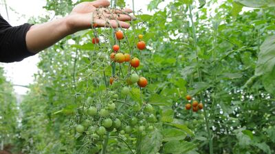 Çöpten toprak üretiyorlar