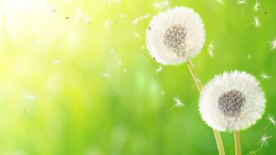 Alerjiniz varsa sabah saatlerine dikkat edin