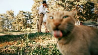 Kediler fotoğrafları trollerse...