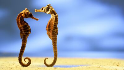 Erkek arkadaşınızdan daha romantik 10 hayvan