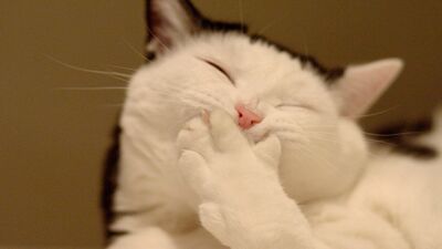 Yenilenmek istiyorsanız kahkaha atın