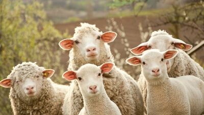 Yapay rahim prematüre kuzuyu 4 hafta yaşattı