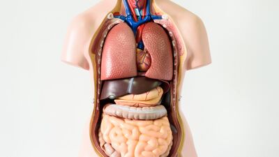 35 gramlık mucize organ