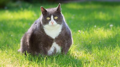 Obeziteyi iyi tanıyor musunuz?