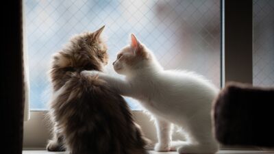 Bağırmaya gerek yok sesini duy yeter!