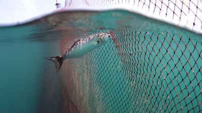 Bir belgesel bir balığın soyunu kurtarabilir mi?