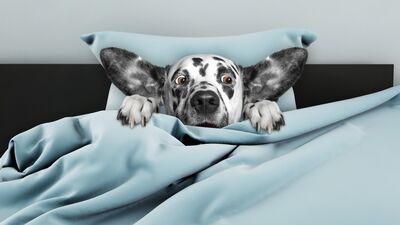 Korkunun da faydaları var!