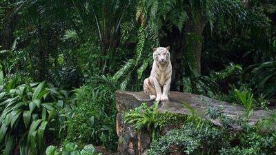 "Hollandaya Hoşgeldiniz"