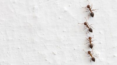 Daha iyi deprem tahminleri için evini satılığa çıkardı