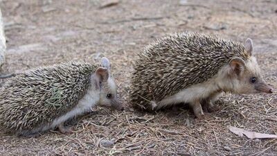 İstanbul sokaklarını kirpiler bastı