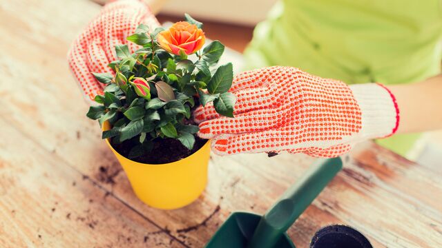 Bitkilerinize sirke verirseniz ne olur?