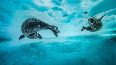2017'nin en iyi vahşi doğa fotoğrafı finalistleri