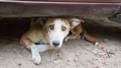 Muğla Belediyesi hayvanlar için ne yapıyor?