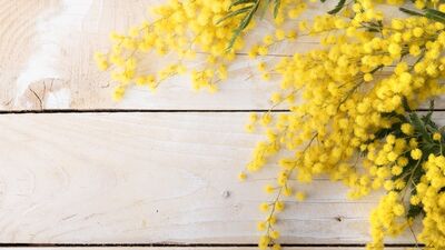 Mimoza çiçeğinin hikayesi ve 2017 Nobel Ödülü