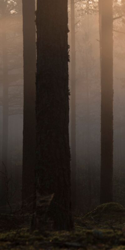 “Duymak istiyorsan, sessiz ol”