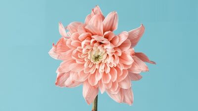 Gen Detoksu ile sağlıklı nesiller