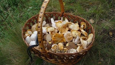 Yaban Mantarları Festivali başlıyor!