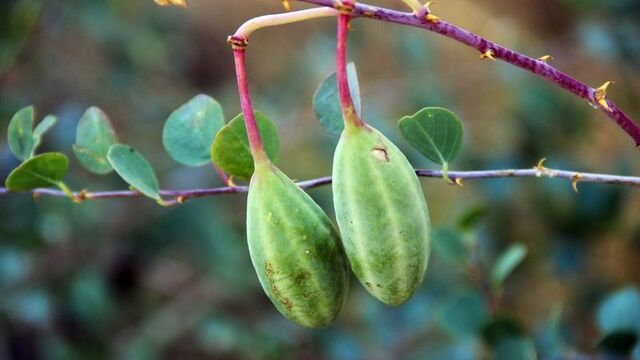 Anadolu&#039;nun bilinmeyen şifası: Kapari
