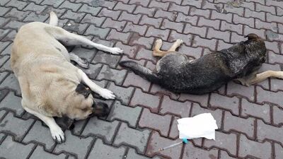 &quot;Kısırkaya dediğimiz yer bir Nazi kampı değil&quot;