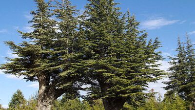 Katranın antibakteriyel ve antikanser özelliği kanıtlandı