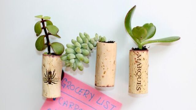 Sukulentlerden magnet yapımı