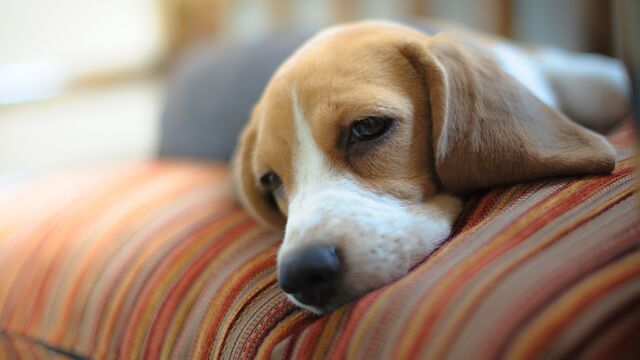 Kış yorgunluğu nasıl atılır?