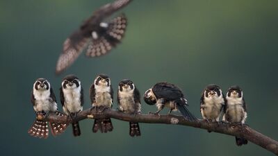 2017'nin en iyi National Geographic doğa fotoğrafları