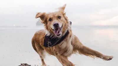 Onu bir ömür sevmeye hazır mısınız?