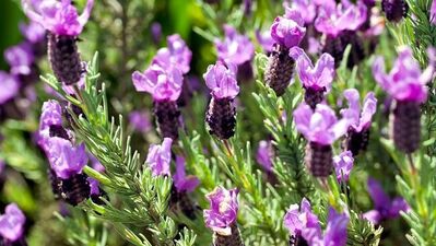 Karabaş otunun bilinmeyen faydaları