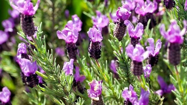 Karabaş otunun bilinmeyen faydaları
